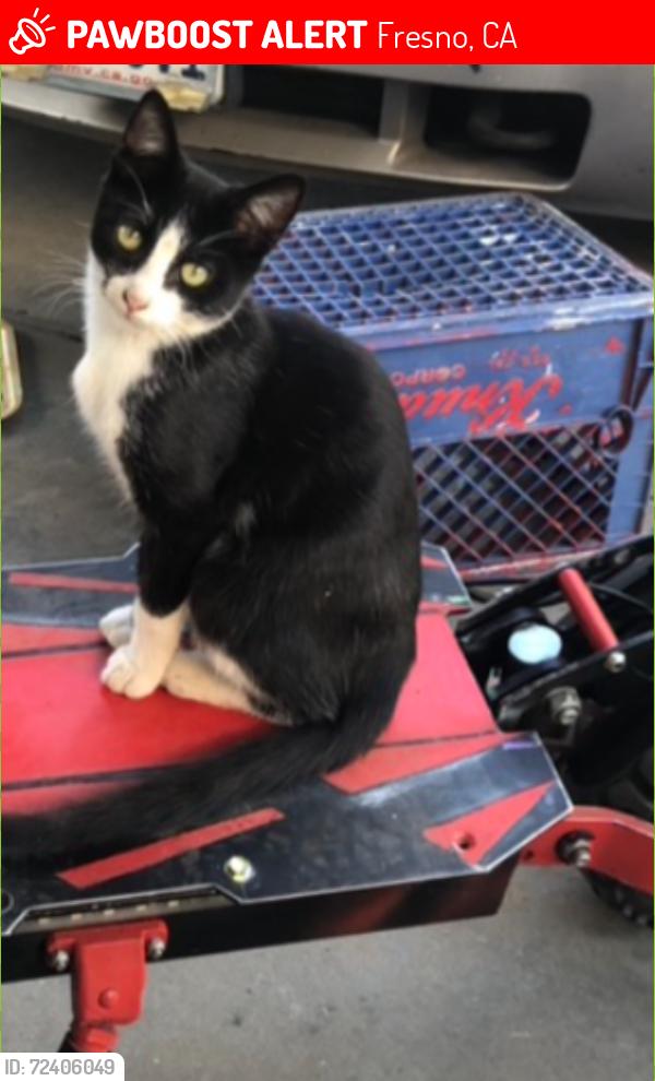Lost Male Cat last seen Near E Saginaw way , Fresno, CA 93704