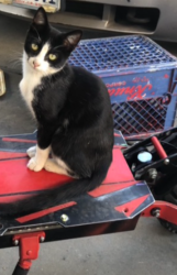 Lost Male Cat last seen Near E Saginaw way , Fresno, CA 93704