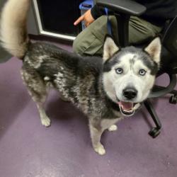 Found/Stray Male Dog last seen Near Paramount Blvd, Long Beach, CA 90805, Long Beach, CA 90805