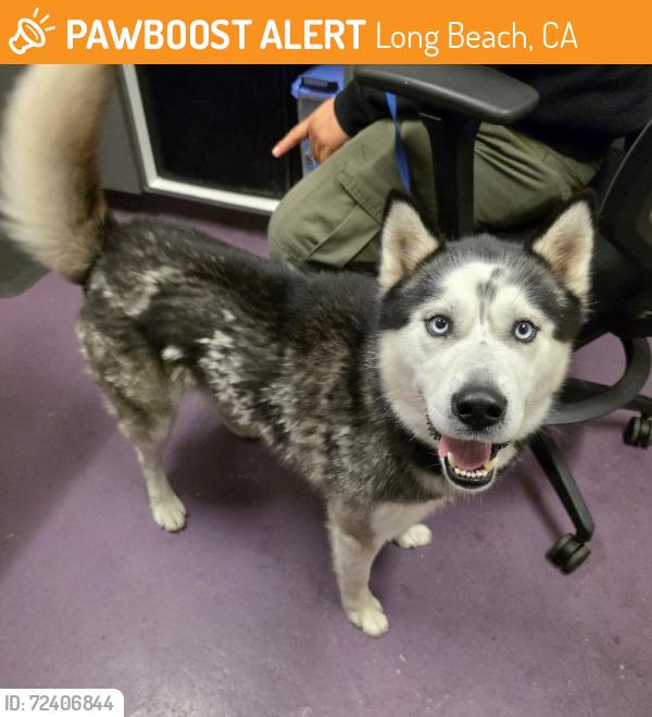 Found/Stray Male Dog last seen Near Paramount Blvd, Long Beach, CA 90805, Long Beach, CA 90805