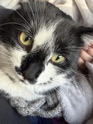 Lost Male Cat last seen Saint James blv N, Lethbridge, AB 