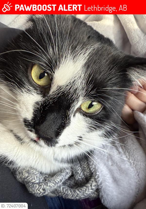 Lost Male Cat last seen Saint James blv N, Lethbridge, AB 