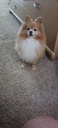 Lost Male Dog last seen Blythe and Weldon, Fresno, CA 93722