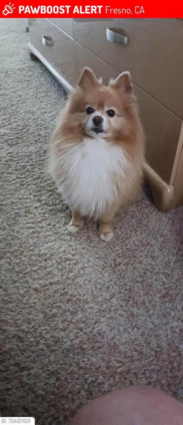 Lost Male Dog last seen Blythe and Weldon, Fresno, CA 93722