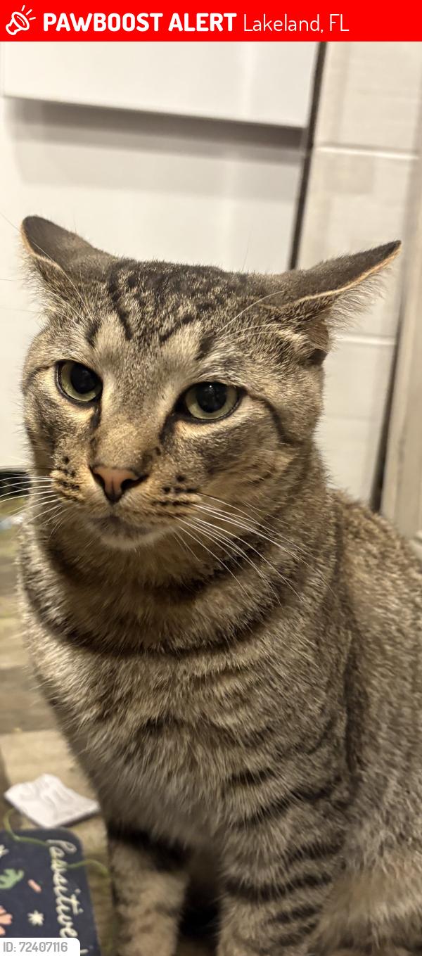 Lost Male Cat last seen Near Banana by circle k, Lakeland, FL 33810