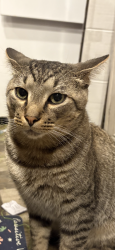 Lost Male Cat last seen Near Banana by circle k, Lakeland, FL 33810