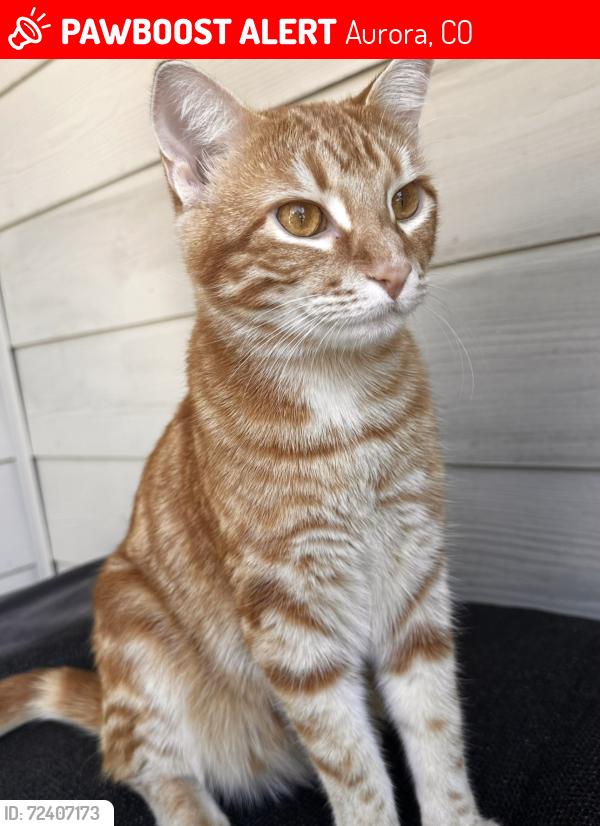 Lost Male Cat last seen Near E 16th Pl, Aurora, CO, 80011, Aurora, CO 80011
