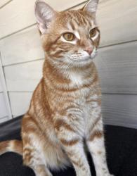 Lost Male Cat last seen Near E 16th Pl, Aurora, CO, 80011, Aurora, CO 80011