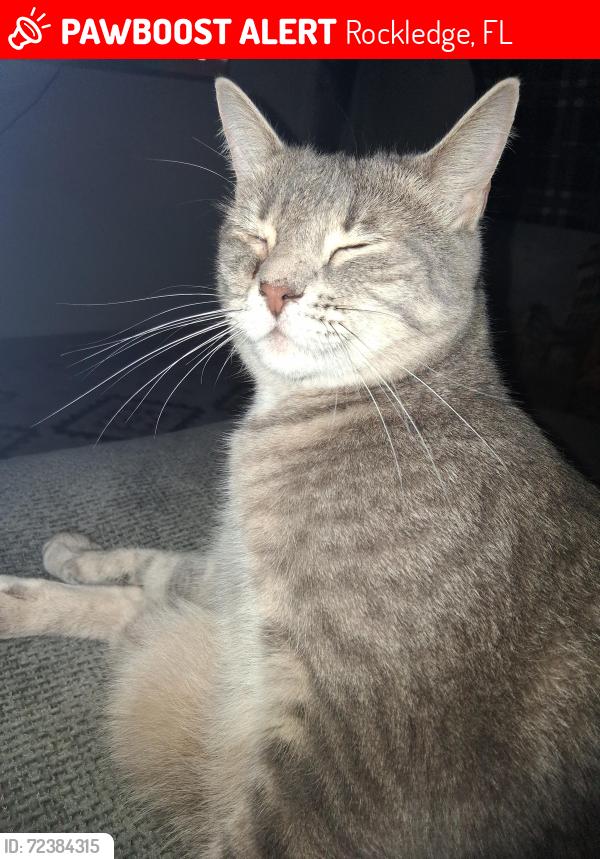Lost Male Cat last seen HARVEST LANDING SUB DIVISION END OF CLEARLAKE RD. , Rockledge, FL 32955