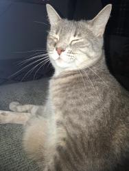 Lost Male Cat last seen HARVEST LANDING SUB DIVISION END OF CLEARLAKE RD. , Rockledge, FL 32955