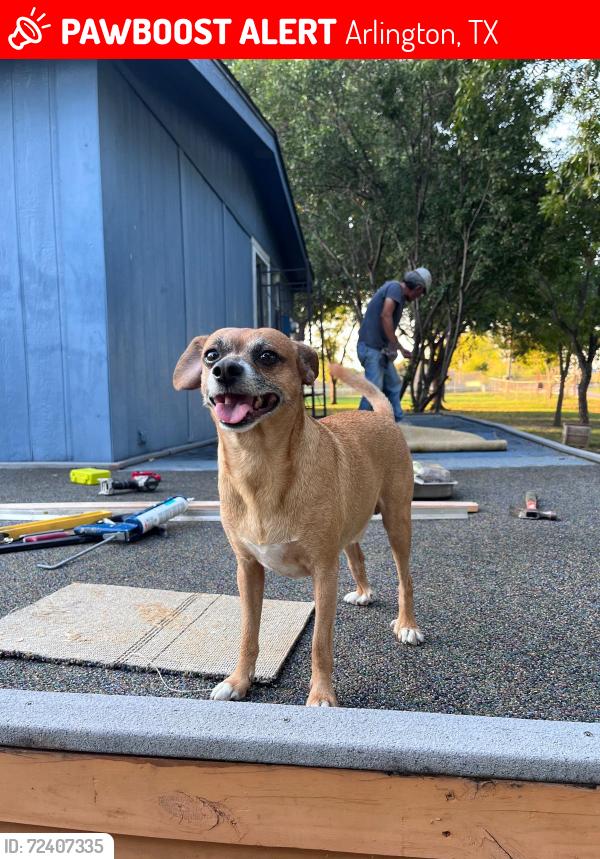 Lost Male Dog last seen Webb Community Park, Arlington, TX 76002