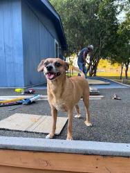 Lost Male Dog last seen Webb Community Park, Arlington, TX 76002