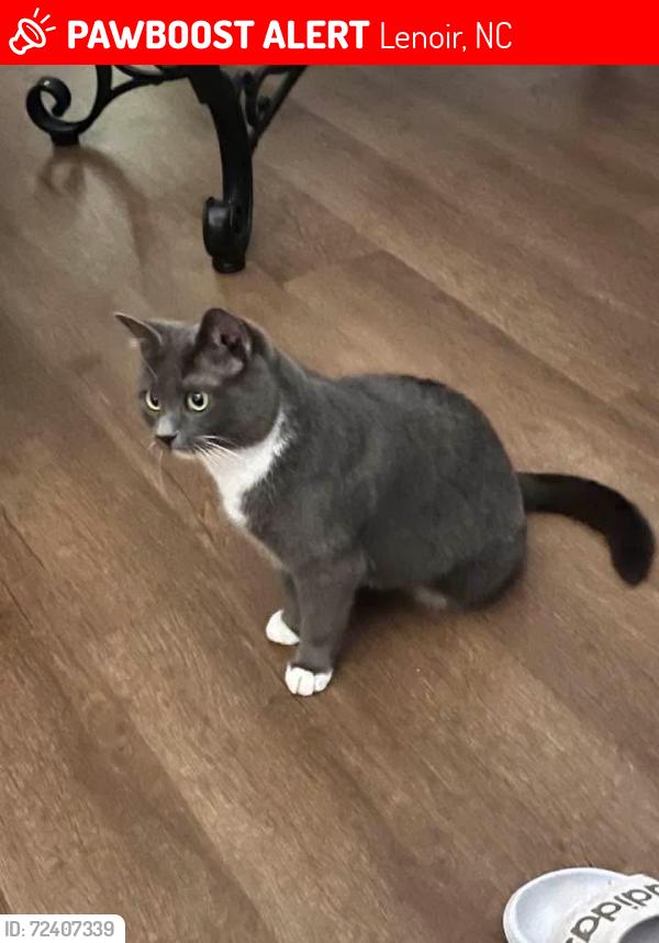 Lost Female Cat last seen Near NC Highway, Lenoir, NC 28645