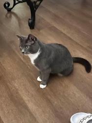 Lost Female Cat last seen Near NC Highway, Lenoir, NC 28645