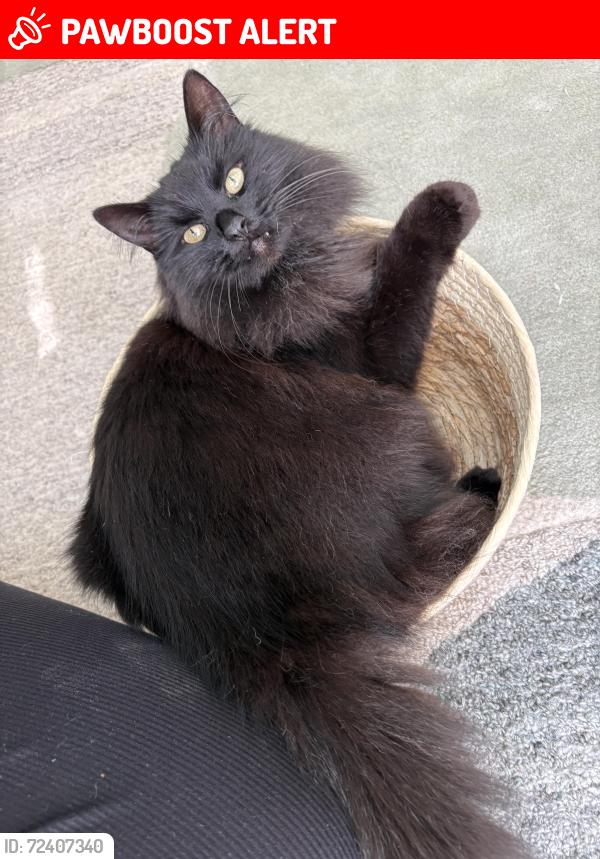 Lost Female Cat last seen North street and Palm Springs, Altamonte Springs, FL 32701