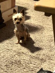 Lost Female Dog last seen Conley Lane, Crowley, TX 76036