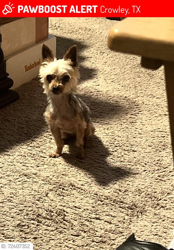 Lost Female Dog last seen Conley Lane, Crowley, TX 76036