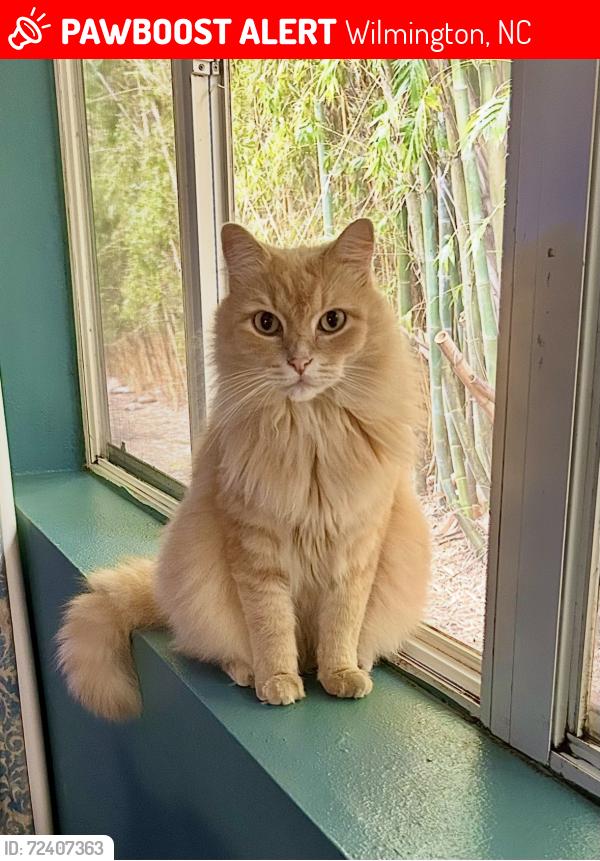 Lost Male Cat last seen Bloomington Lane / Craftsman Way, Wilmington, NC 28411