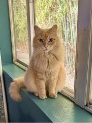 Lost Male Cat last seen Bloomington Lane / Craftsman Way, Wilmington, NC 28411