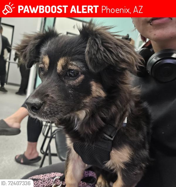 Lost Female Dog last seen 35th Ave and buckeye, Phoenix, AZ 85009