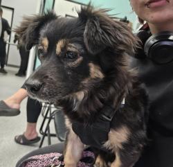 Lost Female Dog last seen 35th Ave and buckeye, Phoenix, AZ 85009