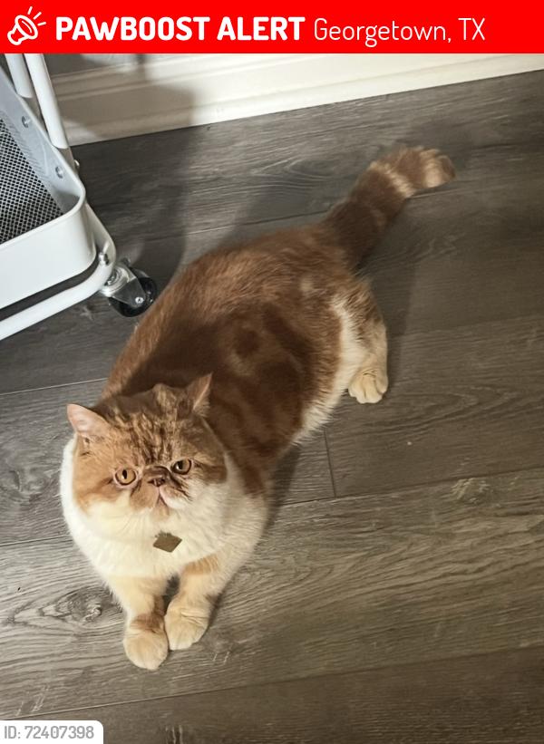 Lost Male Cat last seen Near Gabriel View Dr, Georgetown, TX 78628