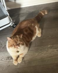 Lost Male Cat last seen Near Gabriel View Dr, Georgetown, TX 78628