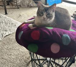 Lost Female Cat last seen Laurel Heights apmts, Fort Worth, TX 76132
