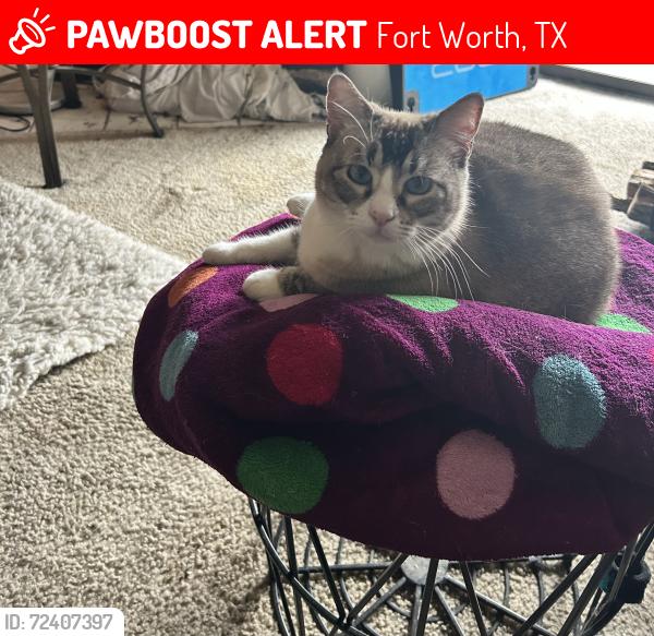 Lost Female Cat last seen Laurel Heights apmts, Fort Worth, TX 76132