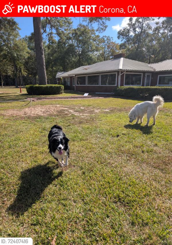 Lost Male Dog last seen Near st, Corona, CA 92882