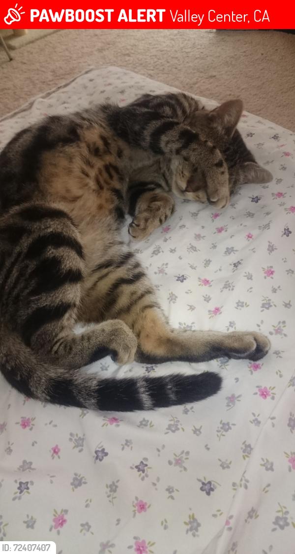 Lost Male Cat last seen Hawksburry lane , Valley Center, CA 92082