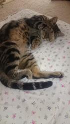 Lost Male Cat last seen Hawksburry lane , Valley Center, CA 92082