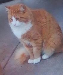 Lost Male Cat last seen Middletown village. Middletown DE , Middletown, DE 19709