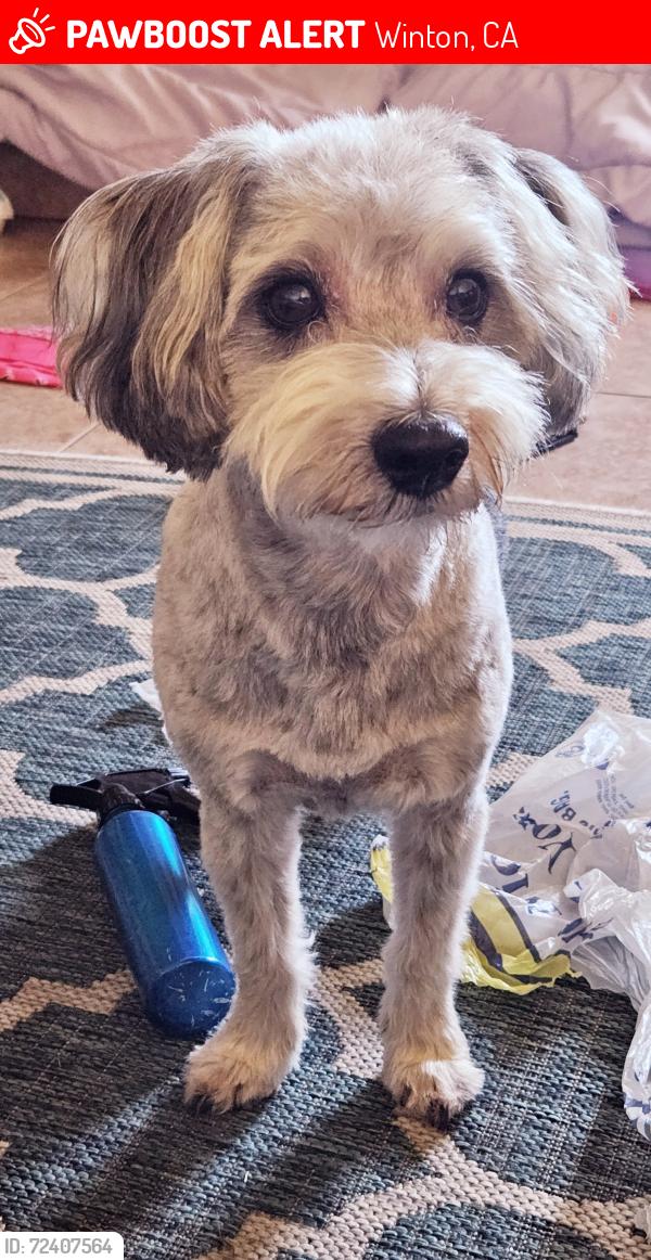 Lost Male Dog last seen california st/santa fe winton, Winton, CA 95388