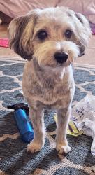 Lost Male Dog last seen california st/santa fe winton, Winton, CA 95388