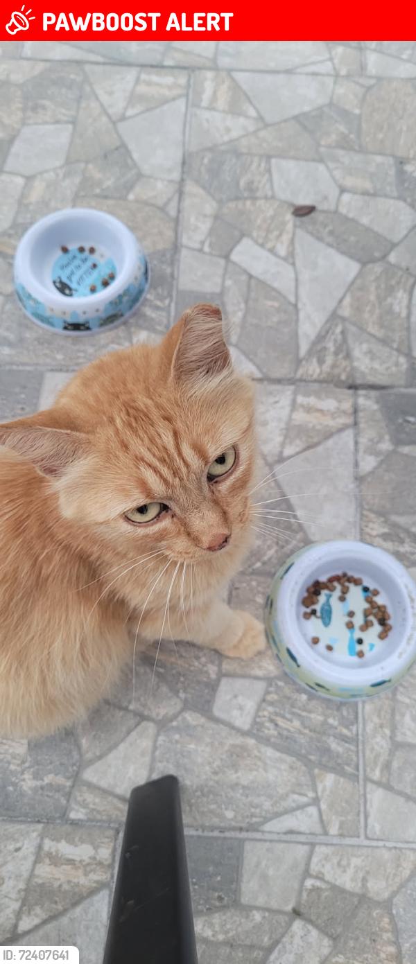 Lost Female Cat last seen Muirfield Dr and Olimpic Dr , Green Cove Springs, FL 32043