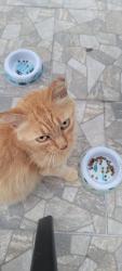 Lost Female Cat last seen Muirfield Dr and Olimpic Dr , Green Cove Springs, FL 32043