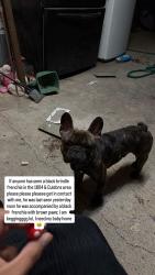 Lost Male Dog last seen Near & culebra , San Antonio, TX 78253