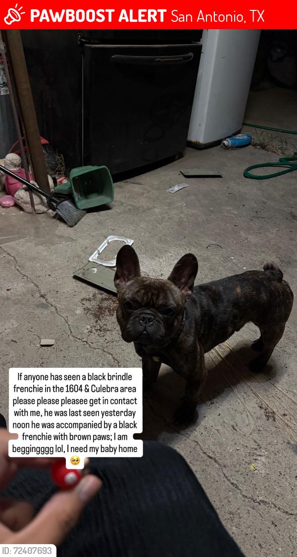 Lost Male Dog last seen Near & culebra , San Antonio, TX 78253