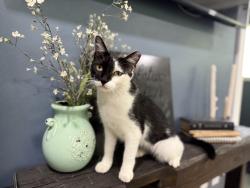 Lost Male Cat last seen Near West apmts, Hills of Santa Fe and Meadowbrook Golf, Gainesville, FL 32606