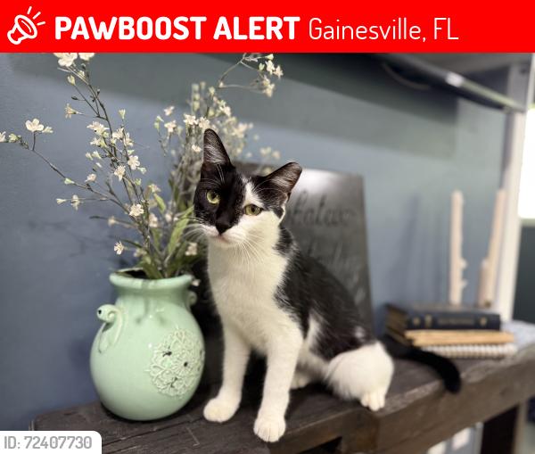 Lost Male Cat last seen Near West apmts, Hills of Santa Fe and Meadowbrook Golf, Gainesville, FL 32606