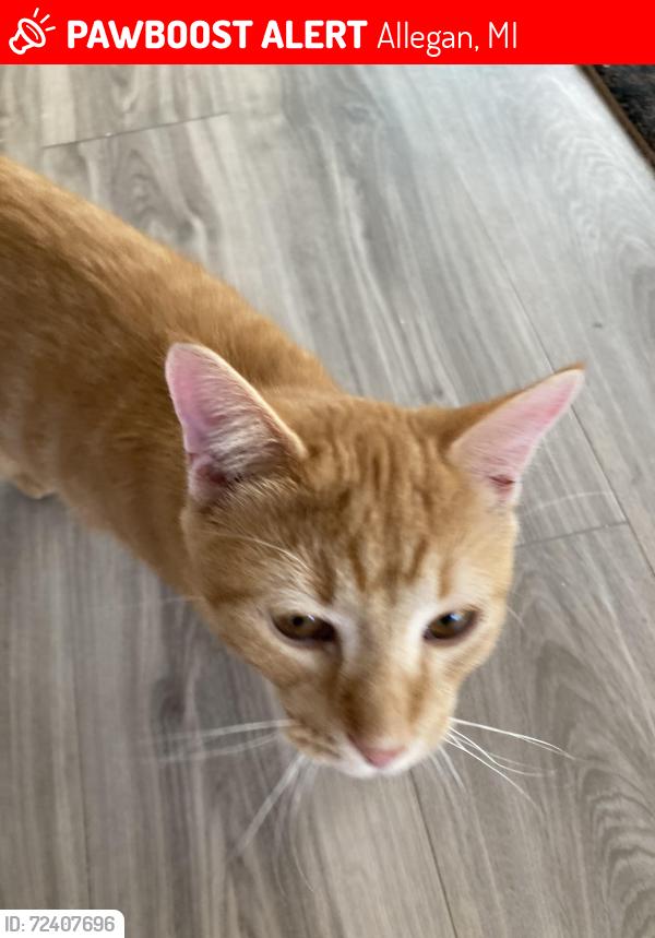 Lost Male Cat last seen Wings of hope and Cedar St near Cherry, Allegan, MI 49010
