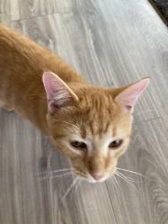 Lost Male Cat last seen Wings of hope and Cedar St near Cherry, Allegan, MI 49010