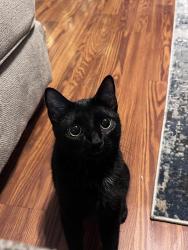 Lost Female Cat last seen Near meadow point dr, Snellville, GA 30039