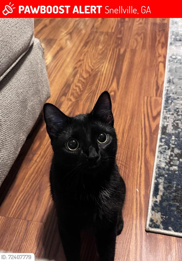 Lost Female Cat last seen Near meadow point dr, Snellville, GA 30039