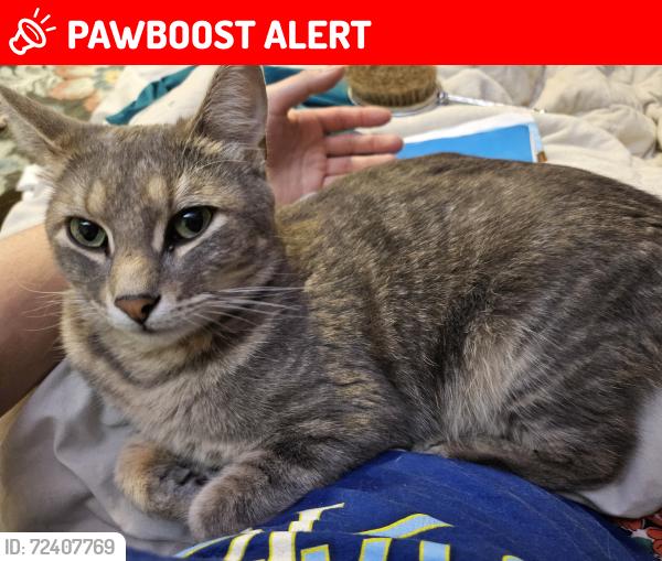 Lost Male Cat last seen Nantucket cottages apmt 40, Sunset Cove Township, MO 65616