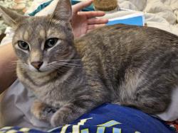Lost Male Cat last seen Nantucket cottages apmt 40, Sunset Cove Township, MO 65616