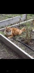 Lost Male Cat last seen Rio linda or may st., Sacramento, CA 95838