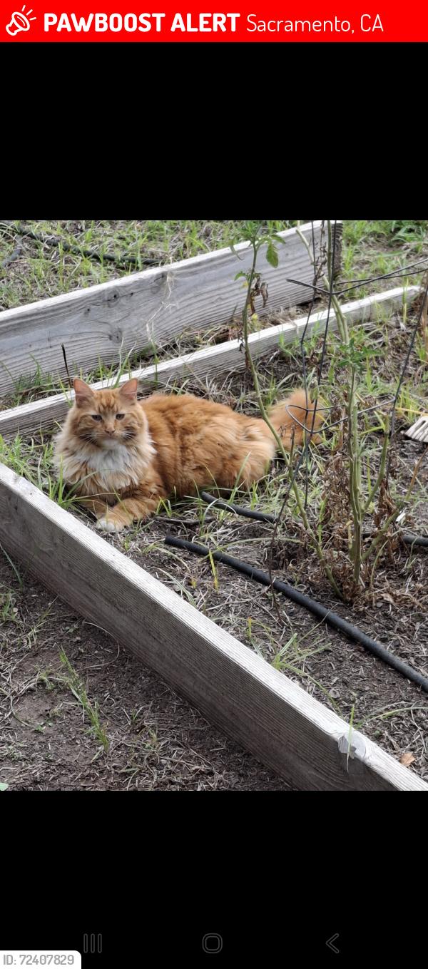 Lost Male Cat last seen Rio linda or may st., Sacramento, CA 95838
