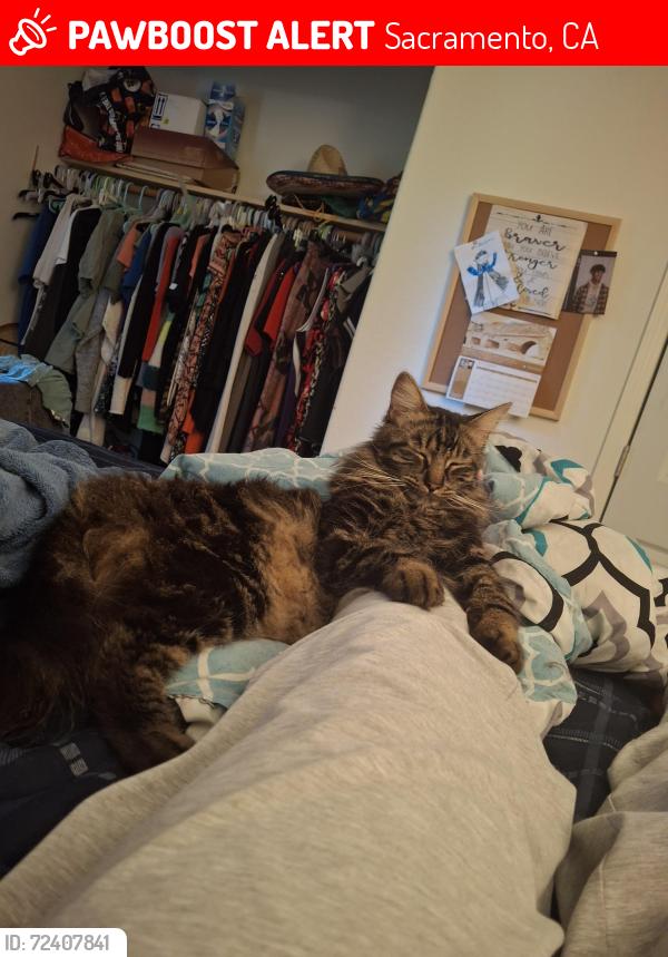 Lost Male Cat last seen Rio Linda or May, Sacramento, CA 95838